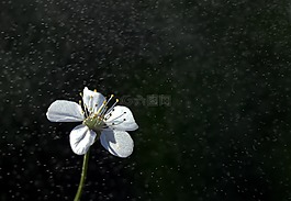 花卉,白,雨