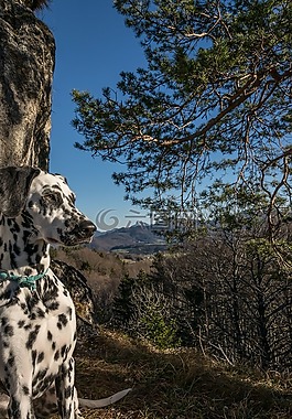 dalmatians,山,nockstein
