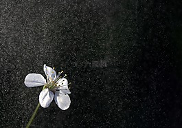花卉,白,雨