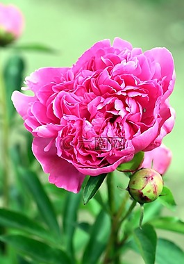 花,牡丹,花園