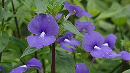 花,紫色,自然