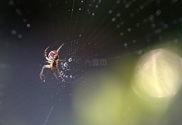 蜘蛛,地方,露水
