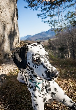 dalmatians,巖,山