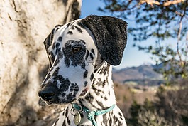 dalmatians,巖,天空
