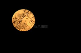 滿月,黃色,分支機(jī)構(gòu)