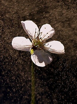 花卉,白,雨