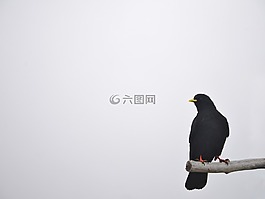 提高婦女地位司,鳥,野生