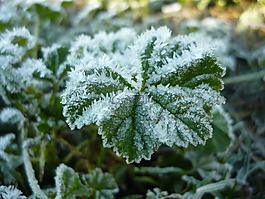 冬天,雪,綠色