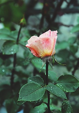 橙色玫瑰,雨,花园