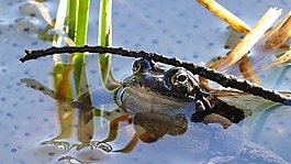 青蛙,池,動物
