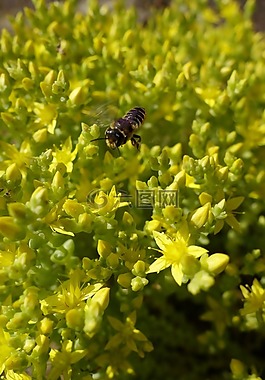 鮮花,蜜蜂,性質(zhì)