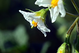 馬鈴薯,馬鈴薯開花,作物