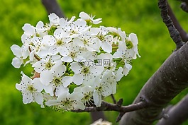 梨花,木材,鮮花