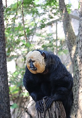 猴子,動物園,動物