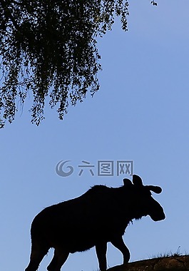 埃爾克,陰影,符號