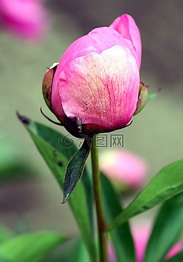 花,牡丹,粉色