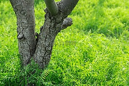 木材,草,字段