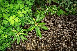 三葉草,草,春天
