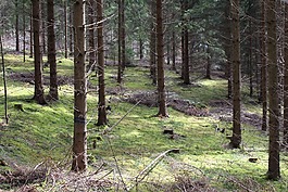 森林,樹木,苔