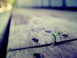 植物,成長,木材