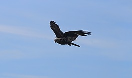 鷹,天空,鳥