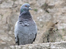 鴿子,城市,鳥