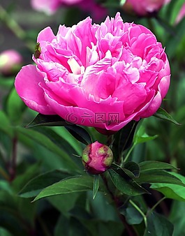 牡丹,花,春天