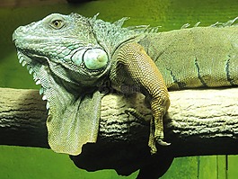 鬣蜥,蜥蜴,爬行動物