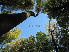 樹(shù)木,天空,頂部