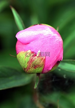 花芽,牡丹,開(kāi)花