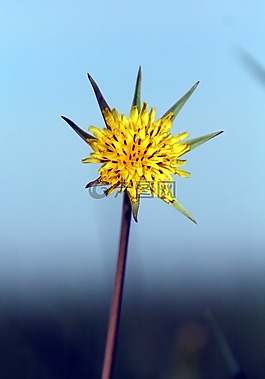 花,黃色,天空