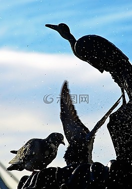 鴿子,翅膀,鳥