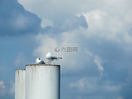 鴿子,煙囪,博登湖