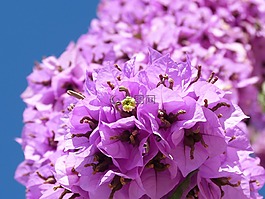 九重葛,登山者,花