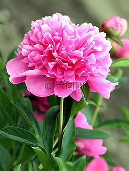 牡丹,花,粉色