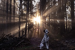 日出,dalmatians,狗