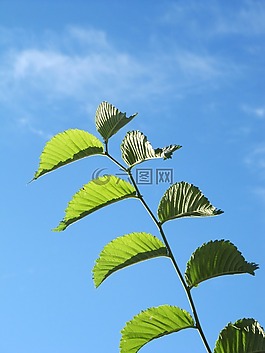 fplanze,葉子,綠色