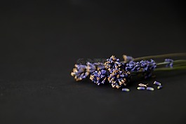 花,盛開,薰衣草