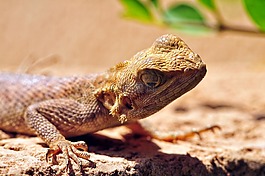 蜥蜴,爬行動物,宏