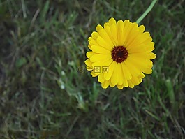 花,黃色,春