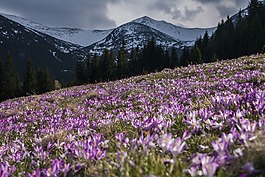 花,紫羅蘭色,花瓣