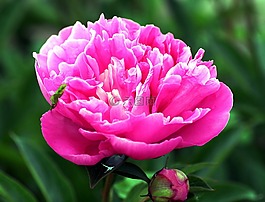 牡丹,粉色,花园