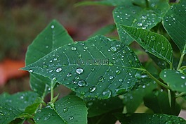葉子,雨點,自然