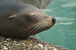 海獅,美國加州,水