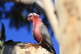 galah,鸟,粉红色