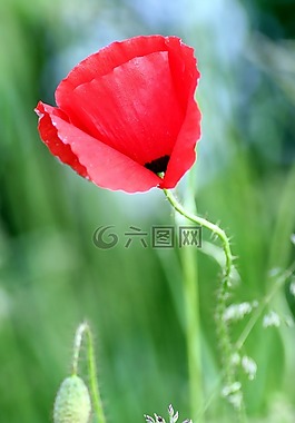 罌粟,花,性質(zhì)
