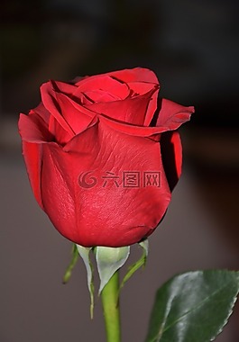 玫瑰,紅色,花卉