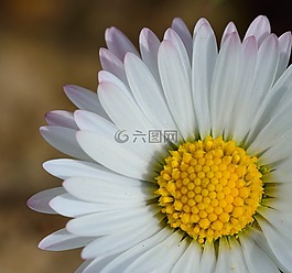 開花,花,關(guān)閉