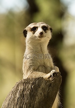 貓鼬,野生動物,動物