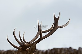 號(hào)角,動(dòng)物,野生動(dòng)物